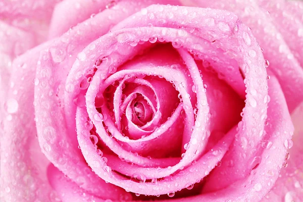 Pink rose with water droplets closeup — Stock Photo, Image
