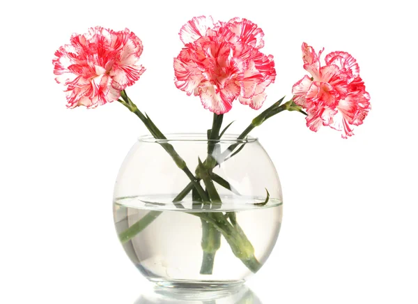 Hermoso jarrón transparente claveles aislado en blanco — Foto de Stock