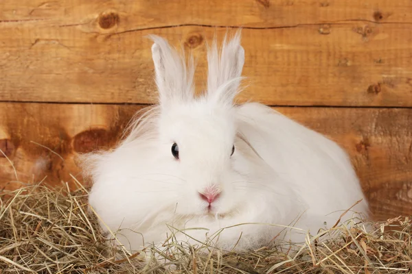 Conejo blanco esponjoso en un pajar sobre fondo de madera — Foto de Stock