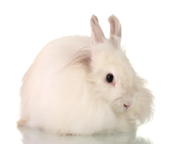 Beyaz izole kabarık beyaz tavşan — Stok fotoğraf