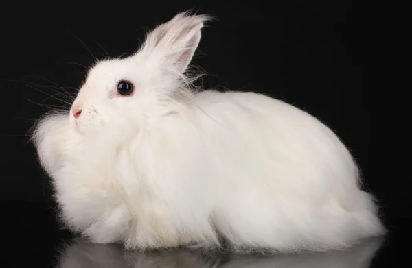 Flauschiges weißes Kaninchen auf schwarzem Hintergrund — Stockfoto
