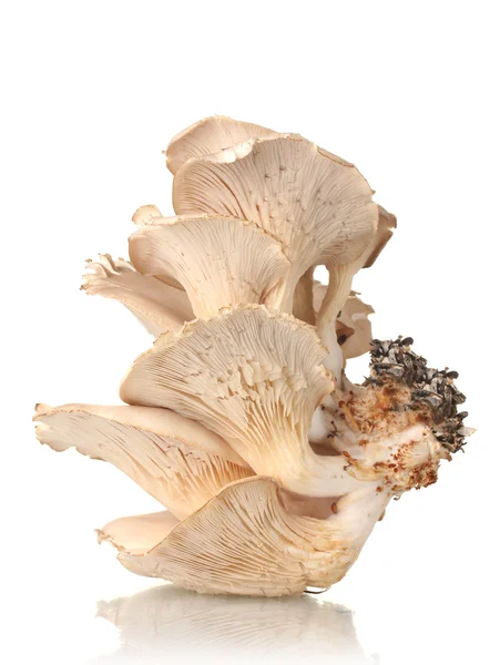Ostronsvampar isolerade på vit — Stockfoto