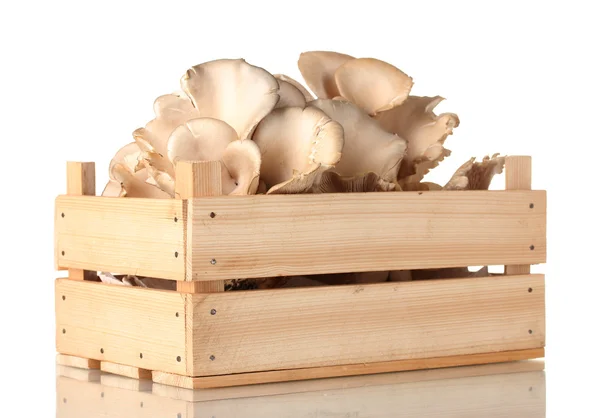 牡蛎蘑菇在木盒上白色隔离 — 图库照片