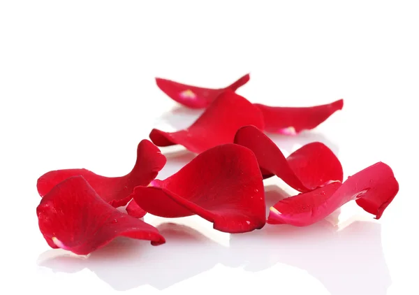 美丽的红玫瑰花瓣，白色孤立 — 图库照片#