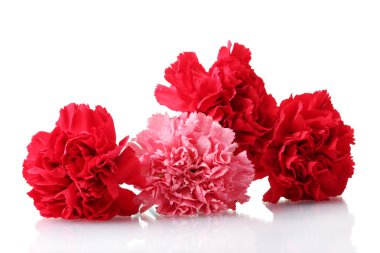 Bouquet of carnations isolated on white clipart