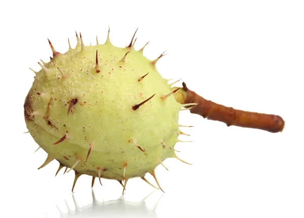 stock image Green chestnut isolated on white