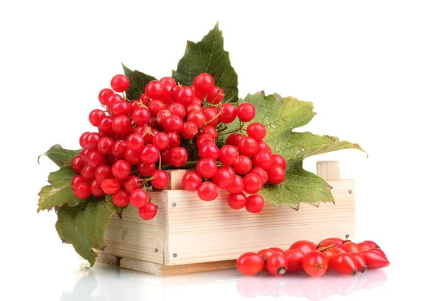 木製の箱、白で隔離されるブライヤー ガマズミ属の木の赤い果実 — ストック写真