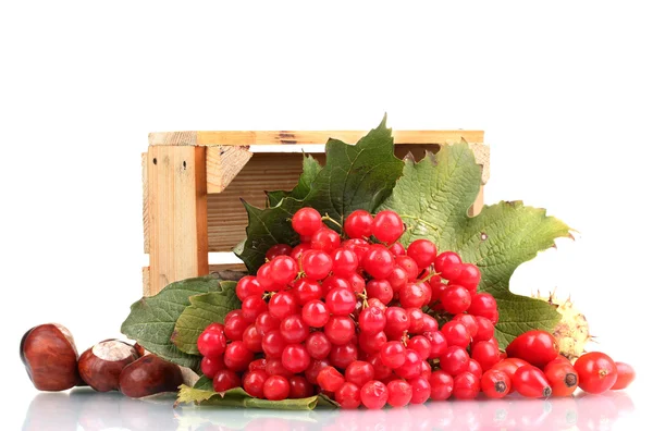 Red berries of viburnum in wooden box, chestnuts and briar isolated on whit — Stock Photo, Image