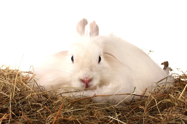 Conejo blanco esponjoso en un pajar aislado en blanco —  Fotos de Stock