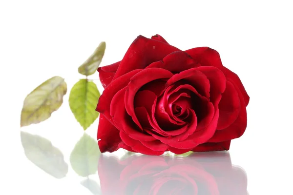美しい赤いバラは白地に孤立し — ストック写真
