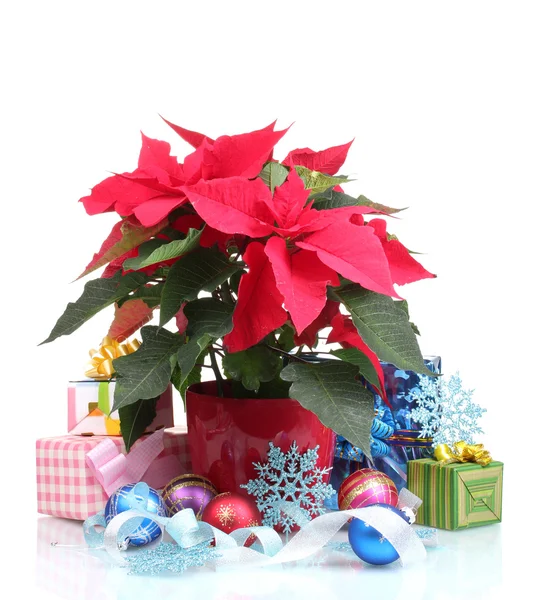 Schöner Weihnachtsstern mit Weihnachtskugeln und Geschenken isoliert auf weiß — Stockfoto
