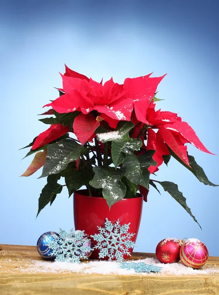 Hermosa poinsettia con bolas de Navidad en la mesa de madera sobre fondo azul — Foto de Stock