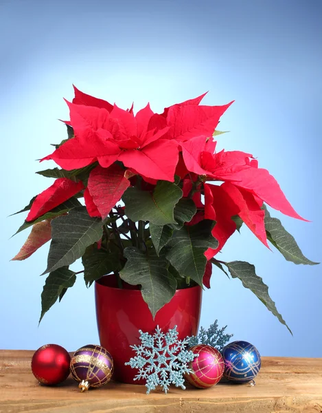 Bela poinsettia com bolas de Natal na mesa de madeira no fundo azul — Fotografia de Stock