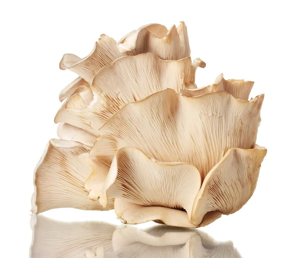 在白色上分离的牡蛎蘑菇 — 图库照片