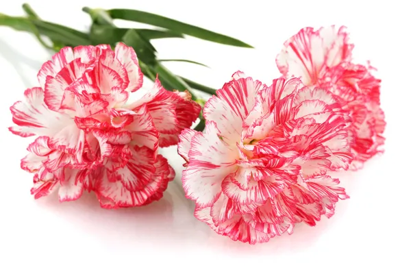 सफेद पर अलग सुंदर carnations — स्टॉक फ़ोटो, इमेज