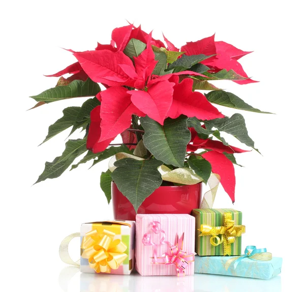 Beautiful poinsettia with different presents isolated on white — Stock Photo, Image