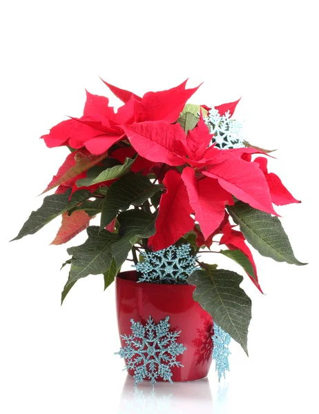 Vacker julstjärna med blå snöflingor isolerad på vit — Stockfoto