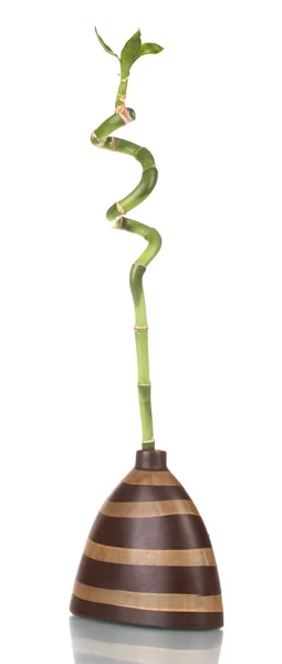 白で隔離されるストライプ花瓶に美しい緑の竹 — ストック写真