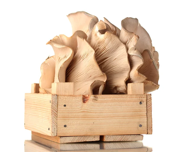 牡蛎蘑菇在木盒上白色隔离 — 图库照片