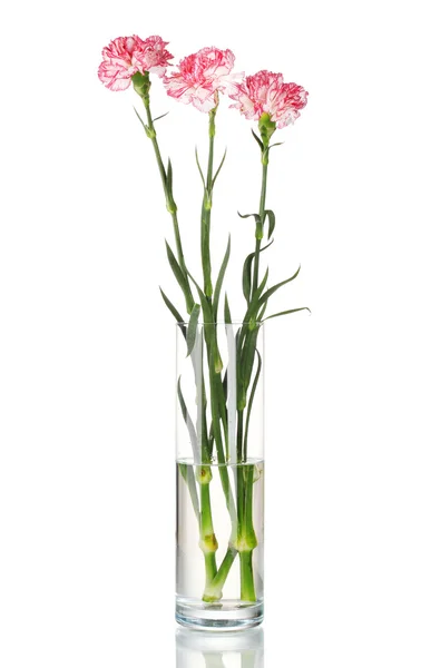 Bellissimi garofani vaso trasparente isolato su bianco — Foto Stock