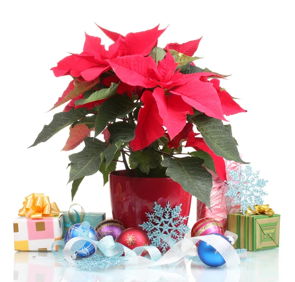Belle poinsettia avec des boules de Noël et des cadeaux isolés sur blanc — Photo