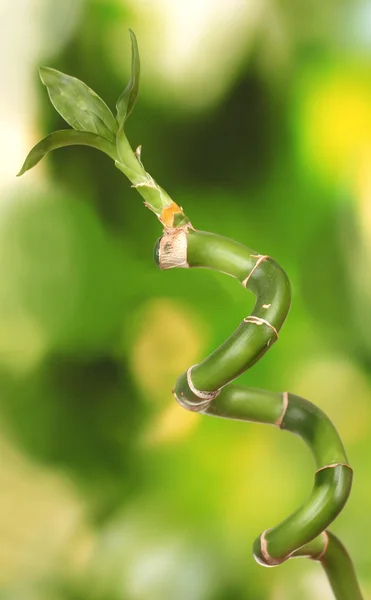 Hermoso bambú sobre fondo verde aislado sobre blanco —  Fotos de Stock