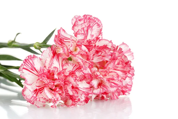 सफेद पर अलग सुंदर carnations — स्टॉक फ़ोटो, इमेज