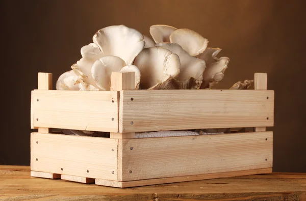 Funghi ostrica in scatola di legno sul tavolo su sfondo marrone — Foto Stock