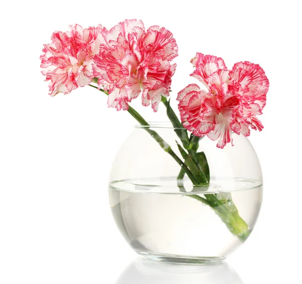 美丽的康乃馨透明花瓶上白色隔离 — 图库照片