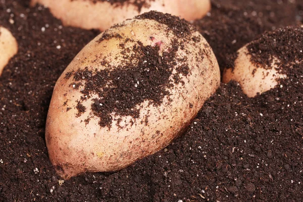 stock image Potatoes in black soil closeup