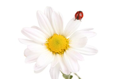 Ladybud sitting on chamomile flower isolated on white clipart