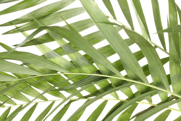 Vackra palmblad isolerad på vit — Stockfoto
