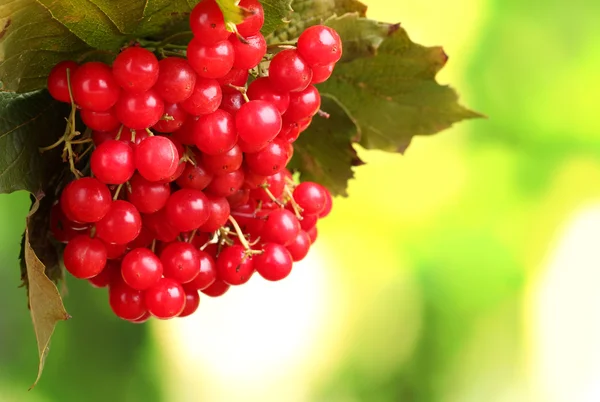 Red berries of viburnum on green background — Stock Photo, Image