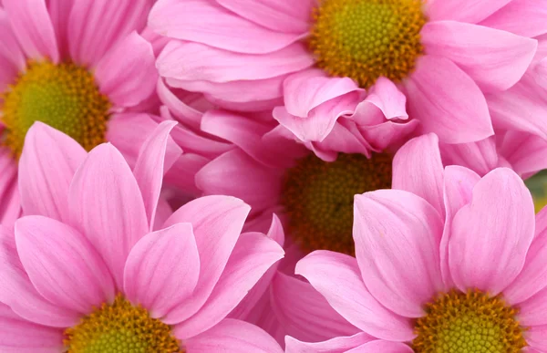 Bellissimo crisantemo rosa primo piano — Foto Stock