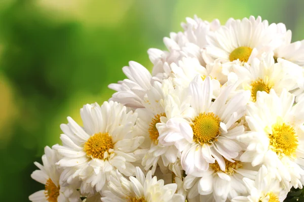 緑色の背景でヒナギクの美しい花束 — ストック写真