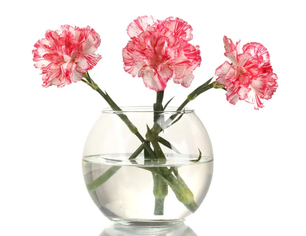 Belos cravos vaso transparente isolado em branco — Fotografia de Stock