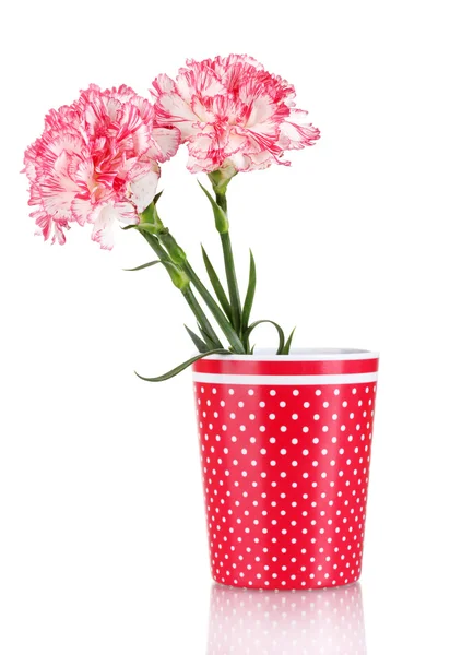 Beautiful carnations in red cup isolated on white — Stock Photo, Image