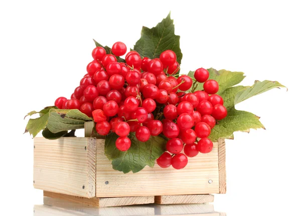 木製の箱を白で隔離されるガマズミ属の木の赤い果実 — ストック写真
