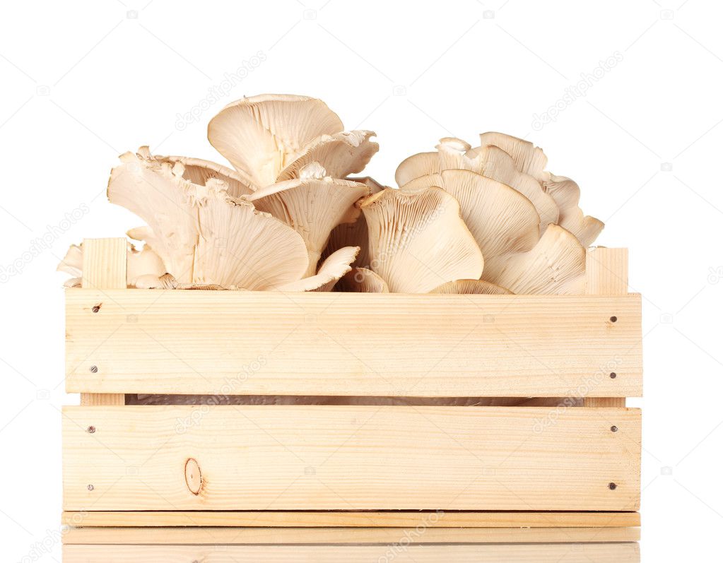 Oyster mushrooms in wooden box isolated on white