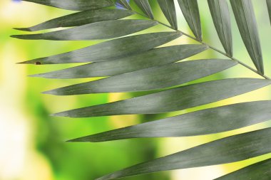 Beautiful palm leaf on green background clipart