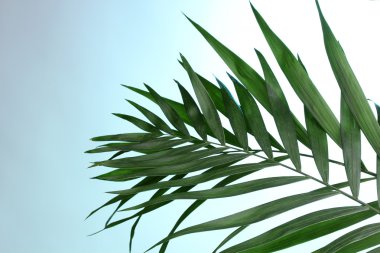 Beautiful palm leaves on blue background clipart