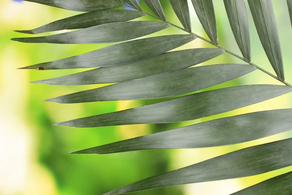 Πανέμορφο φοινικόδασος φύλλα σε πράσινο φόντο — Φωτογραφία Αρχείου