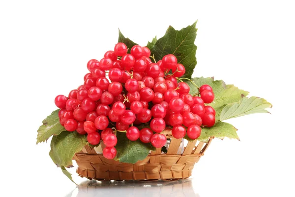 Red berries of viburnum in basket isolated on white — Stock Photo, Image