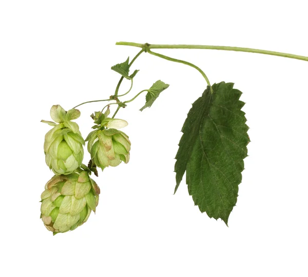 Krásné zelené hop izolovaných na bílém — Stock fotografie