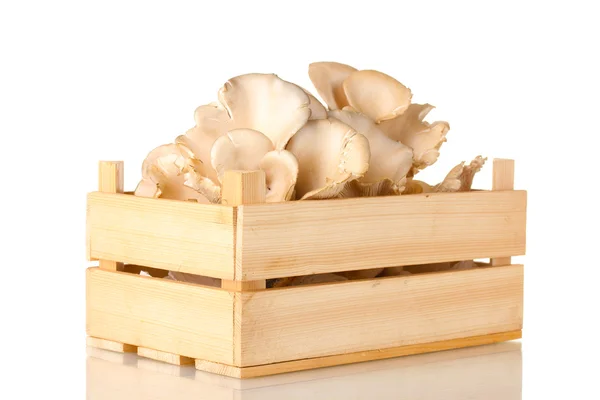 Oyster mushrooms in wooden box isolated on white — 스톡 사진