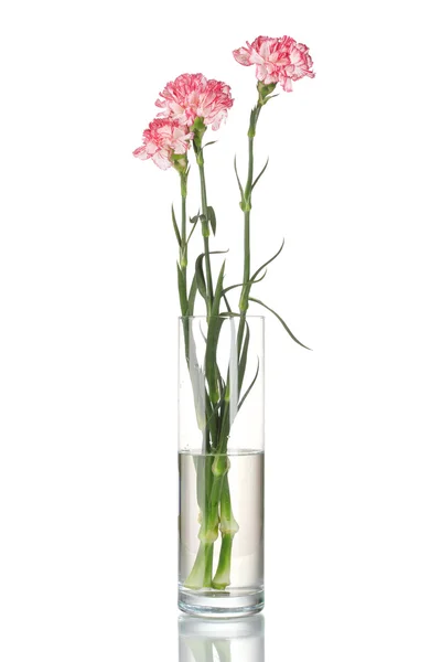 Beau vase transparent oeillets isolé sur blanc — Photo