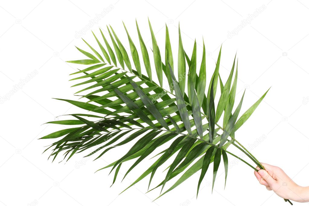Beautiful palm leaves isolated on white