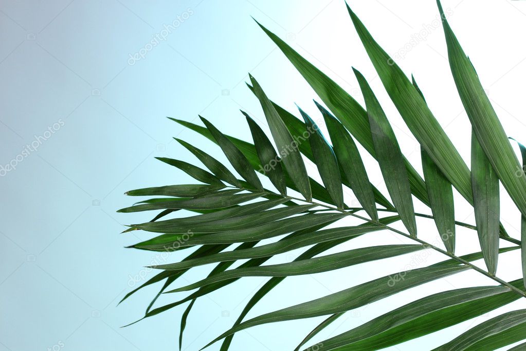 Beautiful palm leaves on blue background