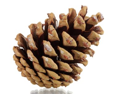 Beautiful pine cone isolated on white clipart