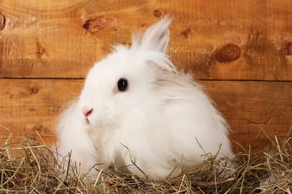 Puszysty biały królik w stogu siana na drewniane tła — Zdjęcie stockowe